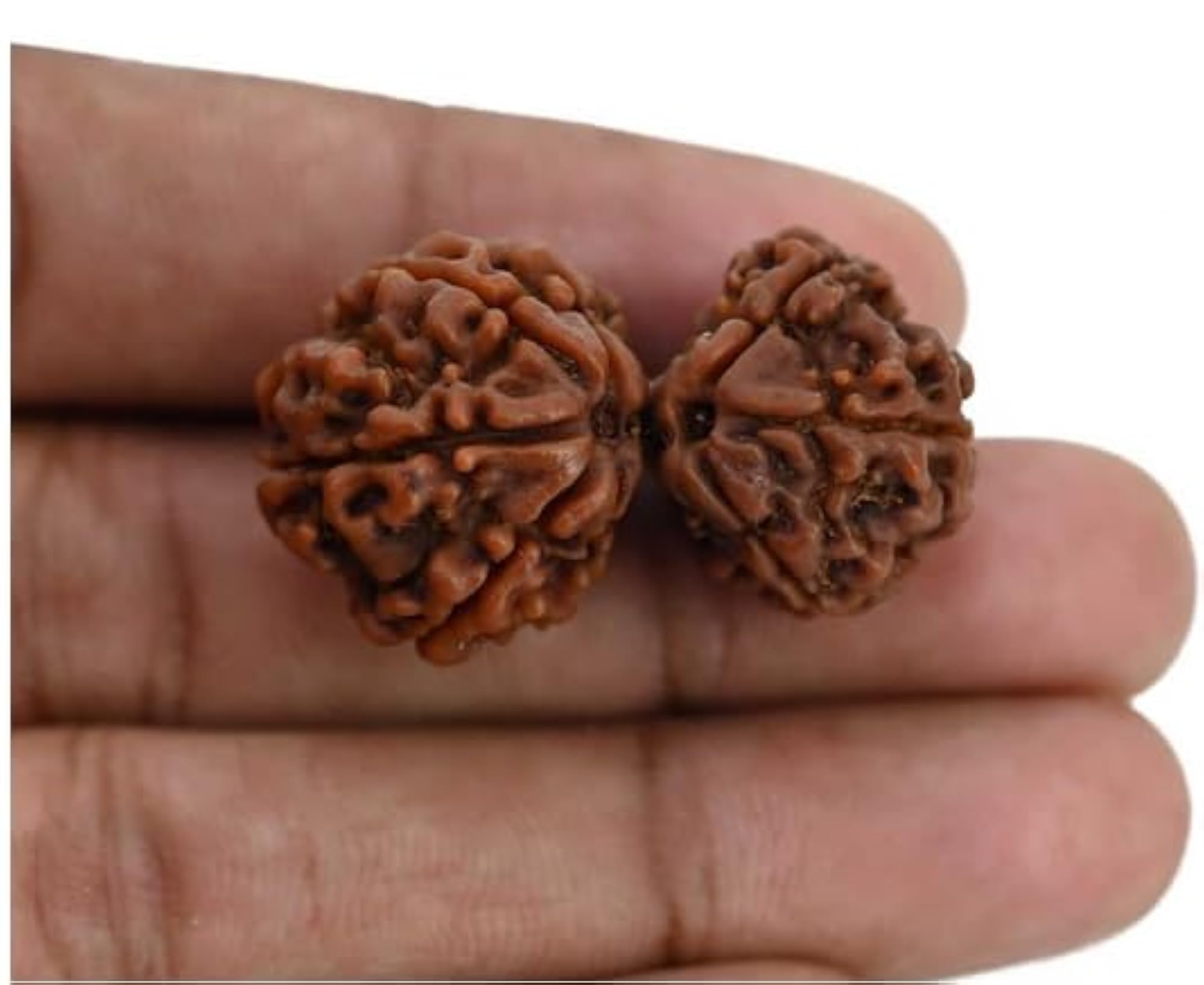 Superb Natural Shiv Shakti Rudraksha Beads, IGL Lab Certified